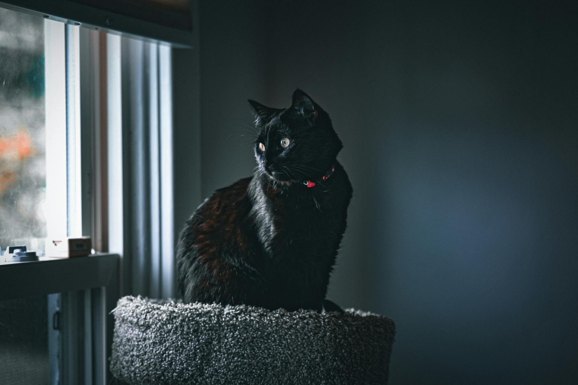 Kedi Pencere Tüneği