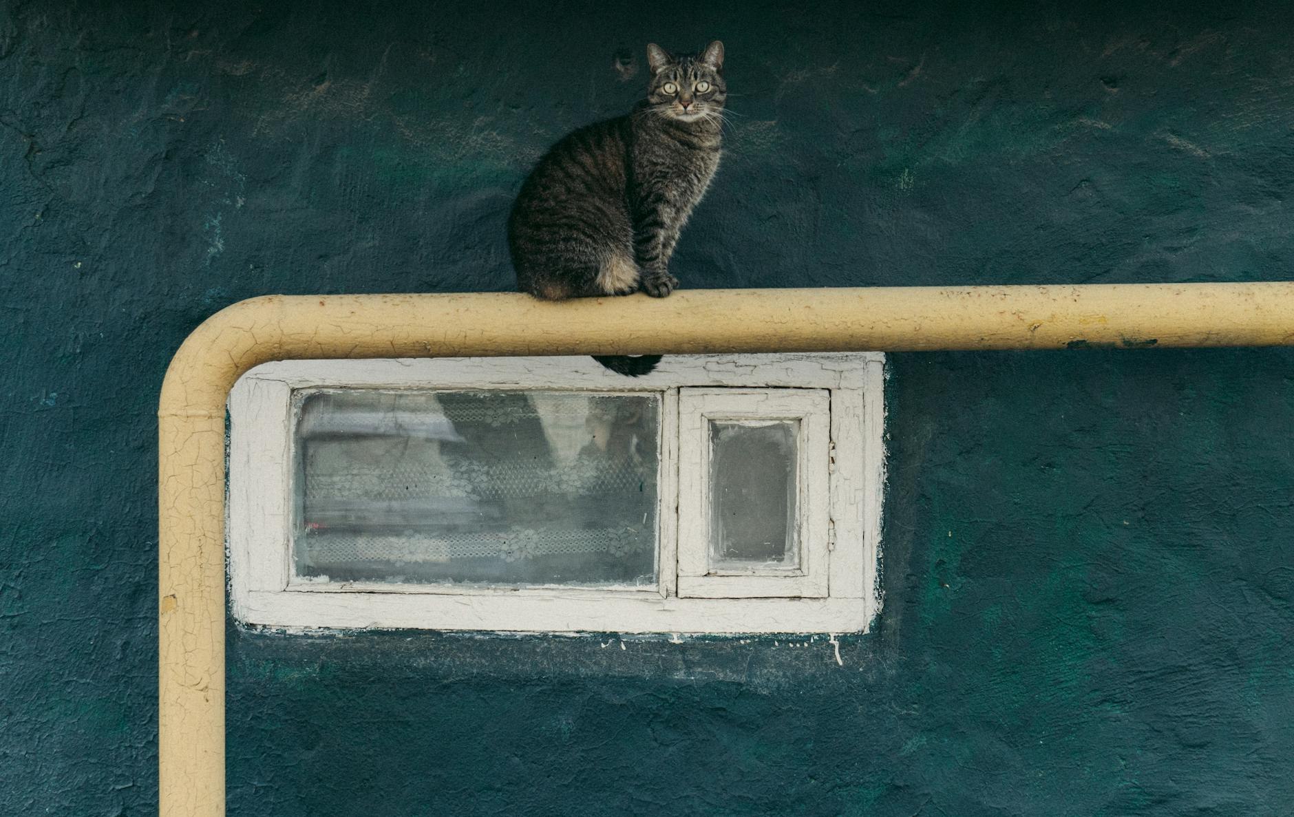 Kedi Tırmanma Sistemi